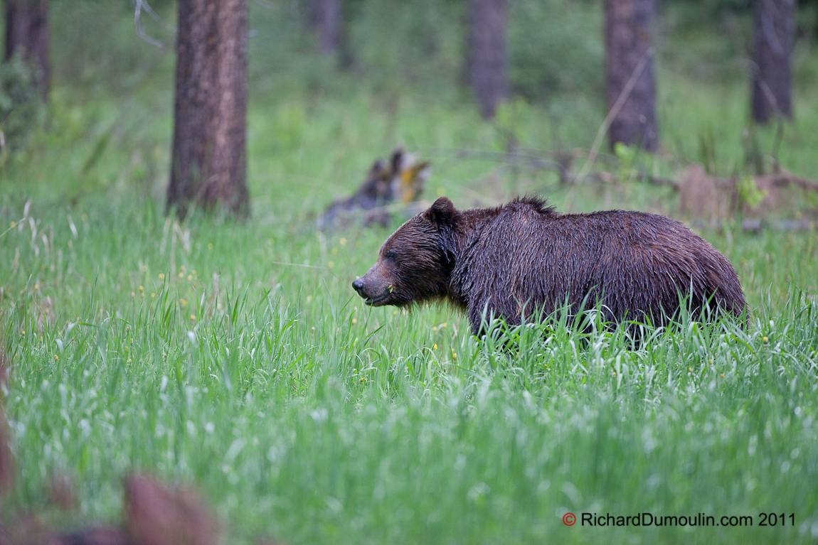 GRIZZLY BEAR